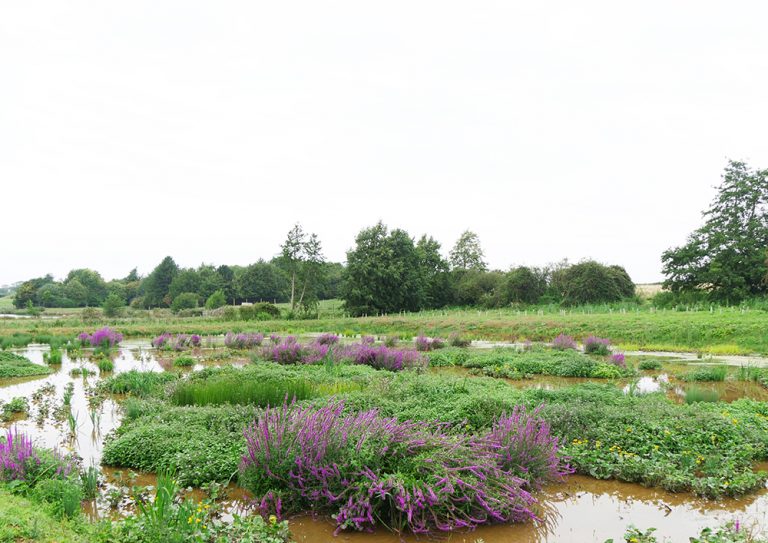 East of England’s unique chalk streams to benefit from £300million of fast-tracked environmental investment