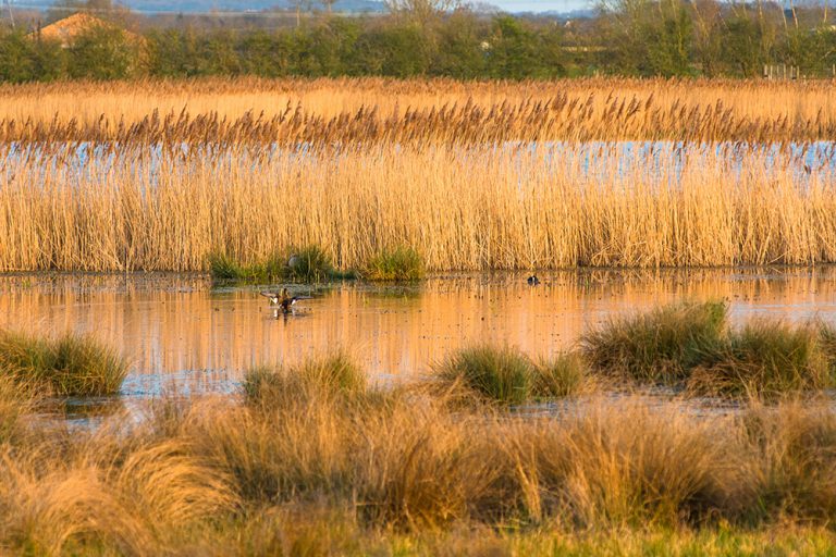 New plans to bring economic, environmental and social benefit across the Fens in UK first