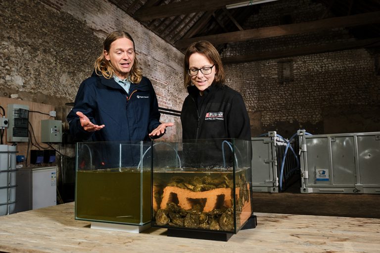 New Norfolk oyster reefs will restore marine life